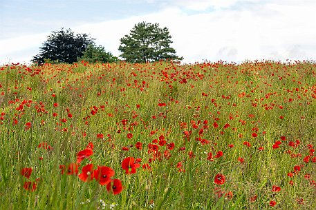 Mohnblumen in Bellmund BE