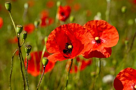 Mohnblumen in Bellmund BE