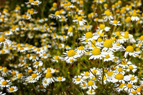 Mohnblumen in Bellmund BE