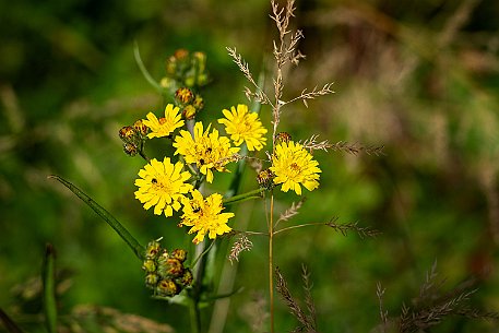 Mohnblumen in Bellmund BE