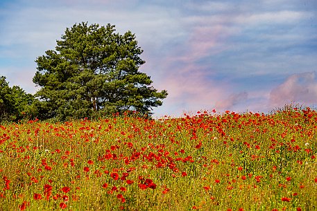 Mohnblumen in Bellmund BE