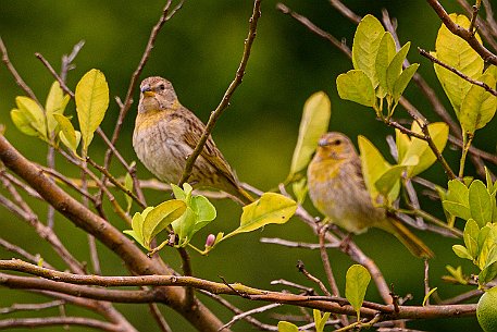 Die Safranammer Die Safranammer (Sicalis flaveola) ist eine Vogelart aus der Familie der Tangaren (Thraupidae), die oft als Ziervogel gehalten wird.