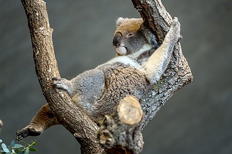 Koala (Phascolarctos Cinereus)